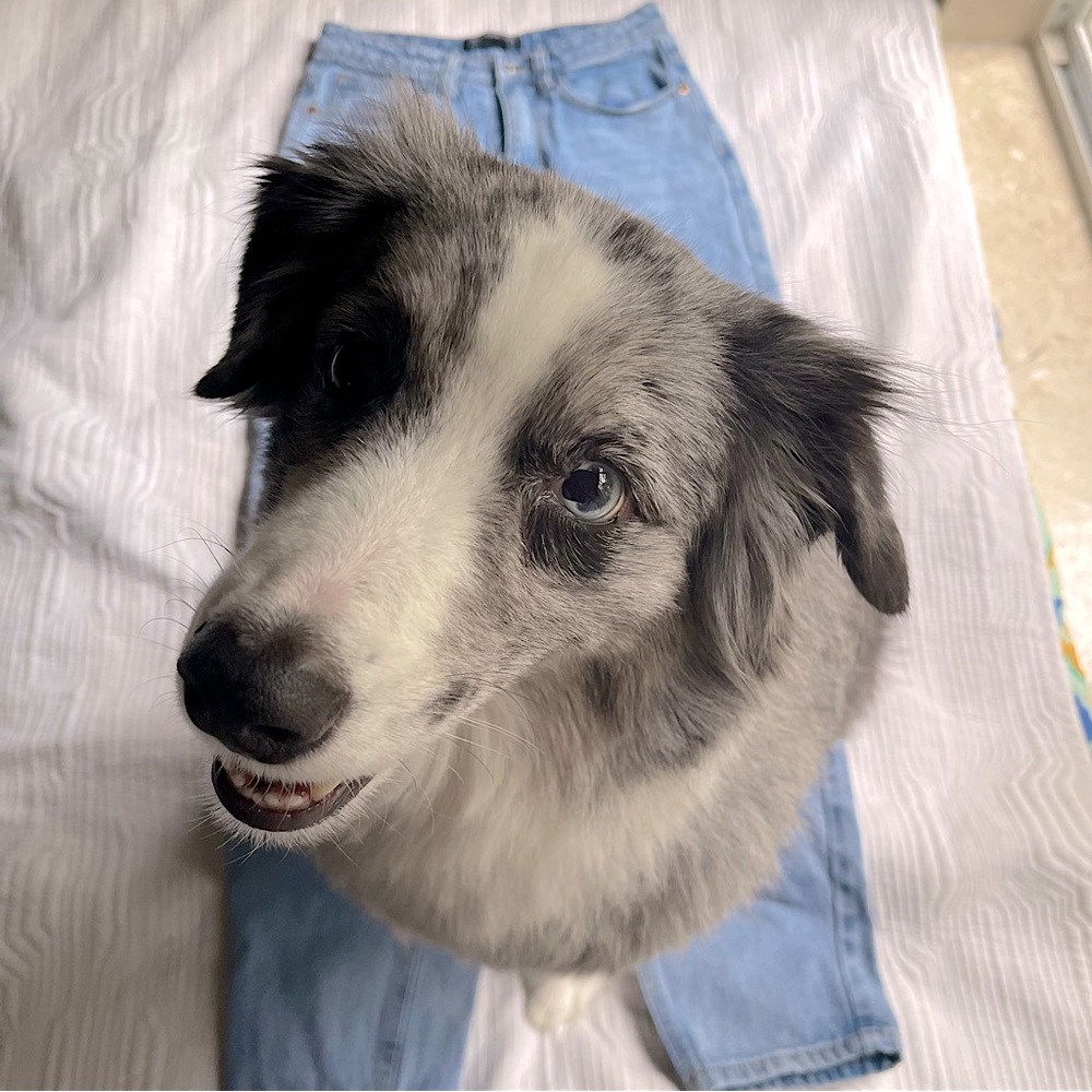 Dog Hair Warning ⚠️